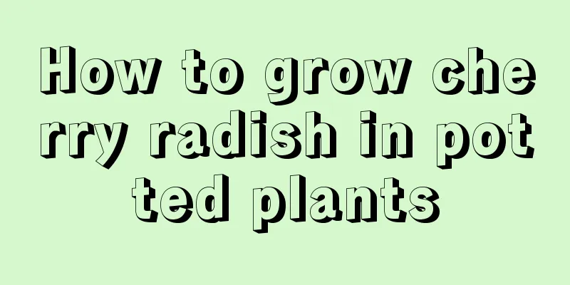 How to grow cherry radish in potted plants