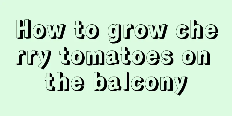 How to grow cherry tomatoes on the balcony