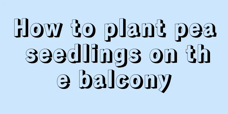 How to plant pea seedlings on the balcony