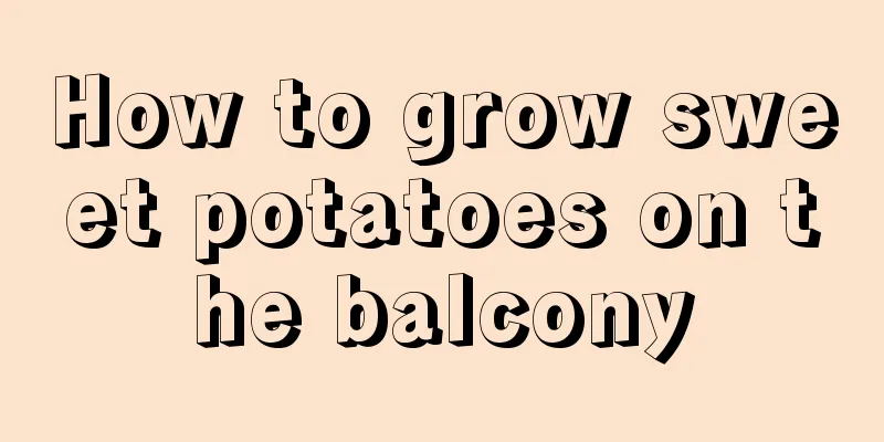 How to grow sweet potatoes on the balcony