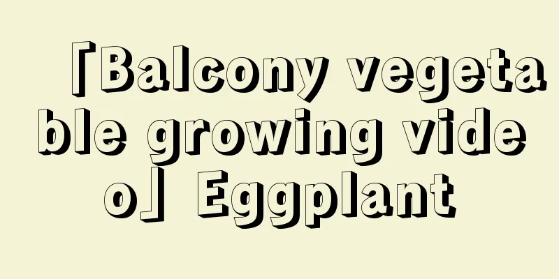 「Balcony vegetable growing video」Eggplant