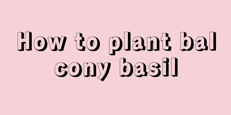 How to plant balcony basil