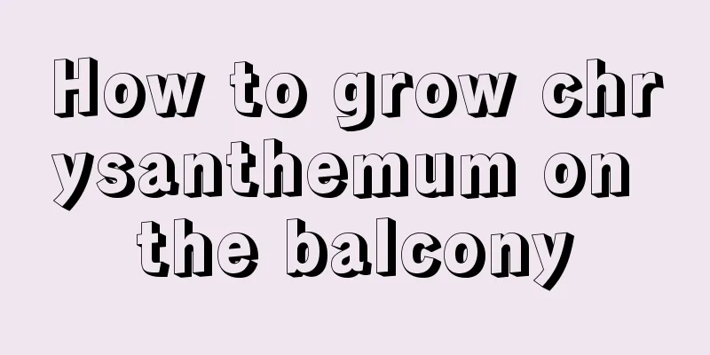 How to grow chrysanthemum on the balcony