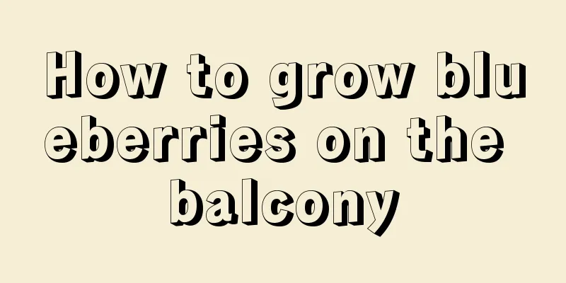 How to grow blueberries on the balcony