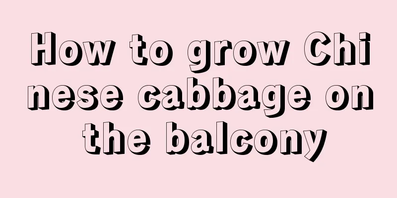 How to grow Chinese cabbage on the balcony