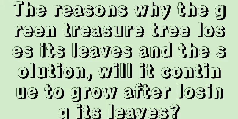 The reasons why the green treasure tree loses its leaves and the solution, will it continue to grow after losing its leaves?