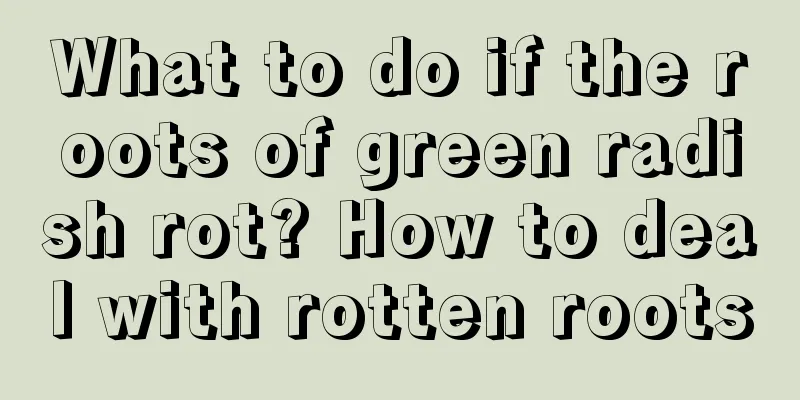 What to do if the roots of green radish rot? How to deal with rotten roots