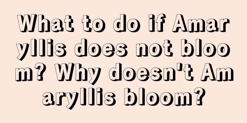 What to do if Amaryllis does not bloom? Why doesn't Amaryllis bloom?