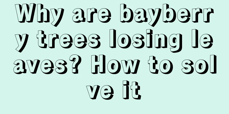 Why are bayberry trees losing leaves? How to solve it