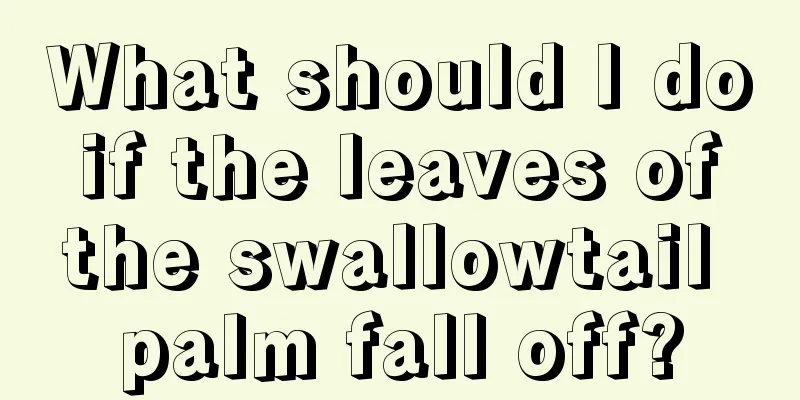 What should I do if the leaves of the swallowtail palm fall off?