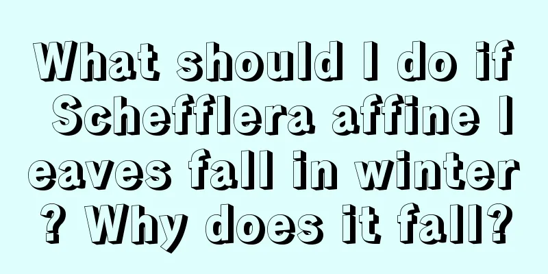 What should I do if Schefflera affine leaves fall in winter? Why does it fall?