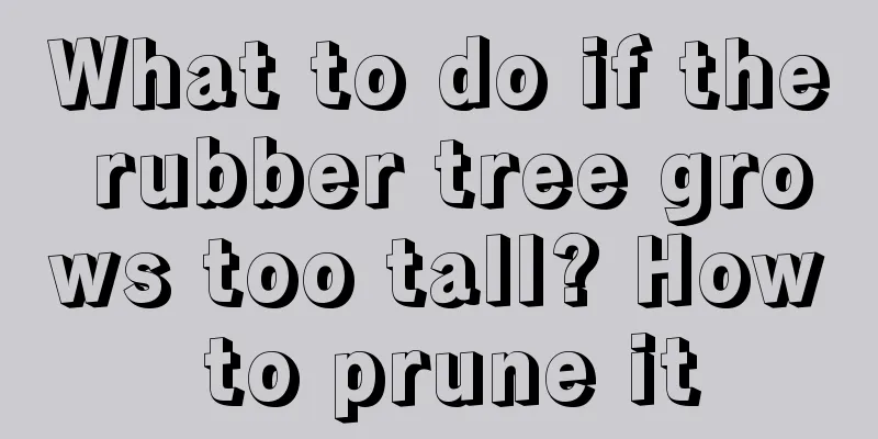 What to do if the rubber tree grows too tall? How to prune it