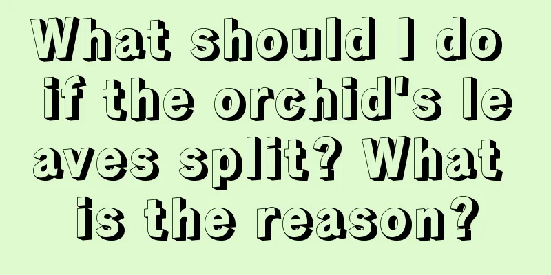 What should I do if the orchid's leaves split? What is the reason?