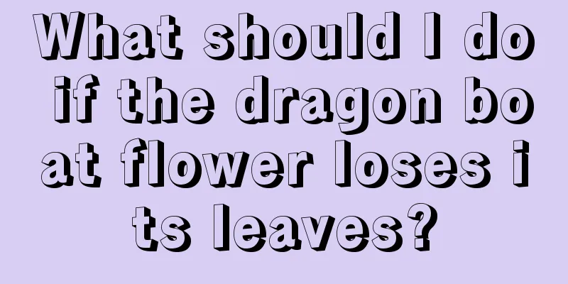 What should I do if the dragon boat flower loses its leaves?