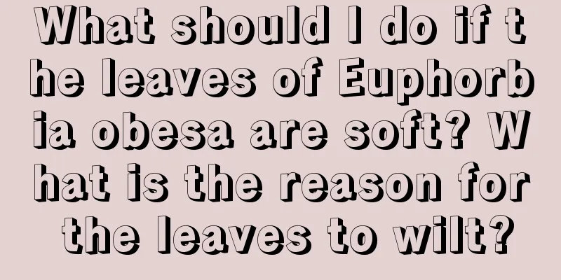 What should I do if the leaves of Euphorbia obesa are soft? What is the reason for the leaves to wilt?