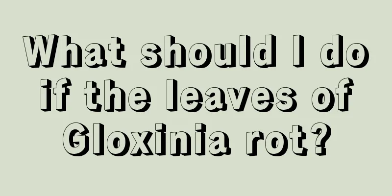 What should I do if the leaves of Gloxinia rot?