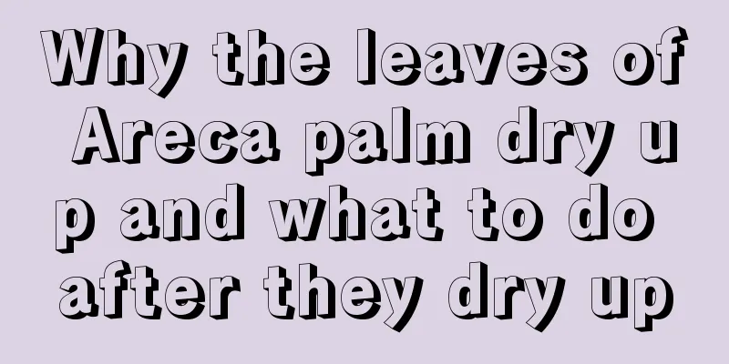 Why the leaves of Areca palm dry up and what to do after they dry up