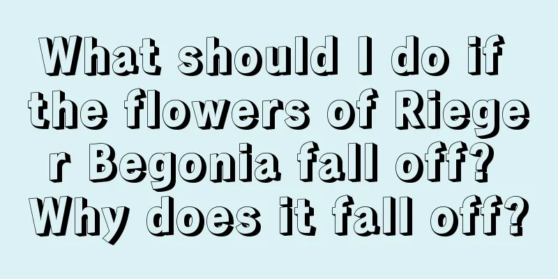 What should I do if the flowers of Rieger Begonia fall off? Why does it fall off?