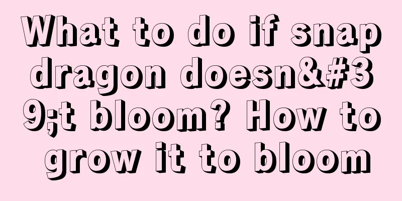 What to do if snapdragon doesn't bloom? How to grow it to bloom