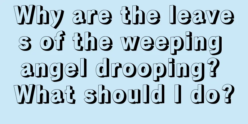 Why are the leaves of the weeping angel drooping? What should I do?