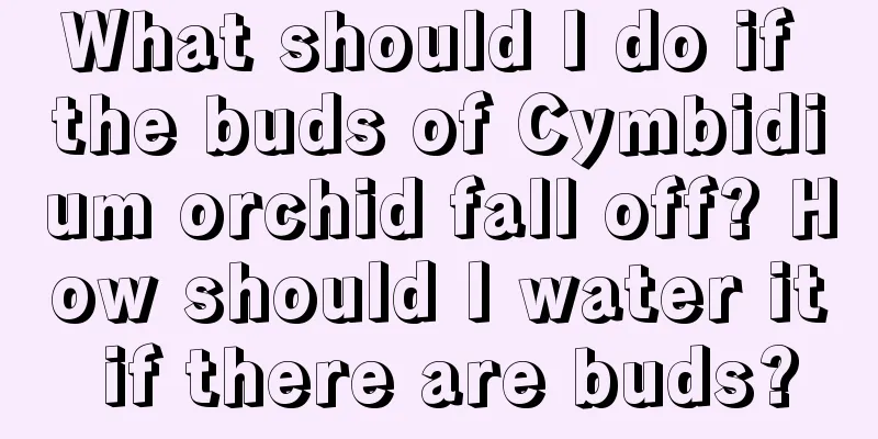 What should I do if the buds of Cymbidium orchid fall off? How should I water it if there are buds?