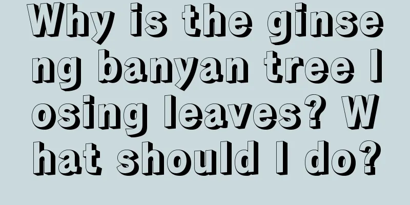 Why is the ginseng banyan tree losing leaves? What should I do?