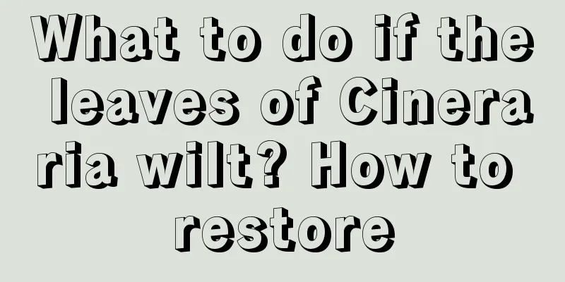 What to do if the leaves of Cineraria wilt? How to restore