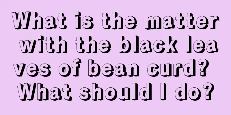 What is the matter with the black leaves of bean curd? What should I do?