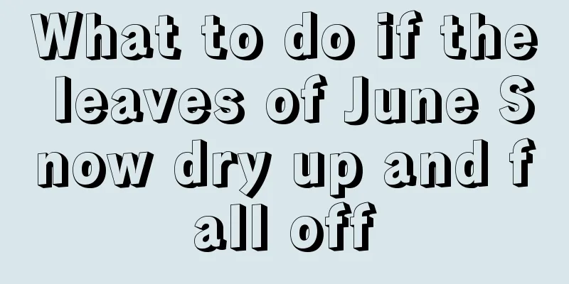 What to do if the leaves of June Snow dry up and fall off