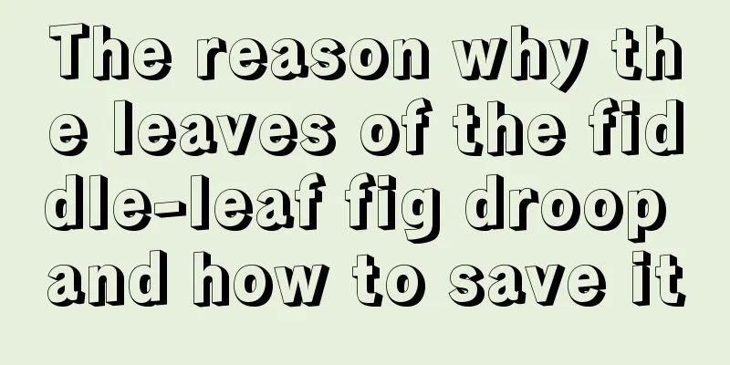 The reason why the leaves of the fiddle-leaf fig droop and how to save it