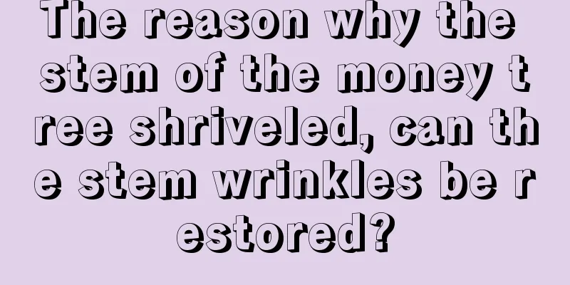 The reason why the stem of the money tree shriveled, can the stem wrinkles be restored?