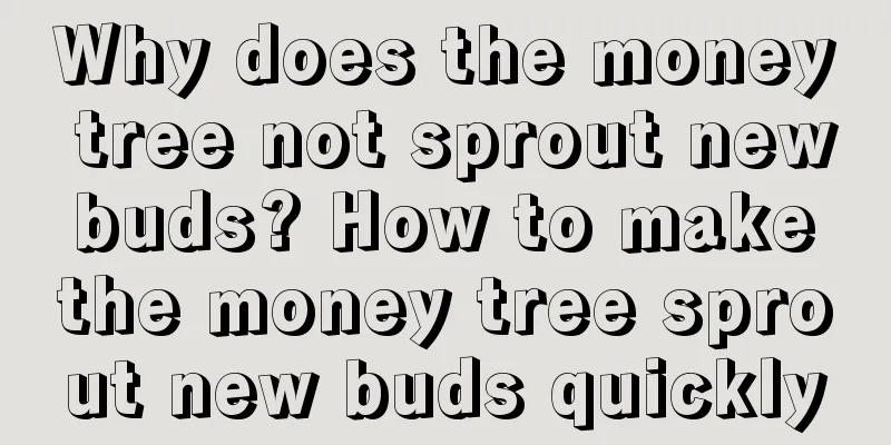 Why does the money tree not sprout new buds? How to make the money tree sprout new buds quickly