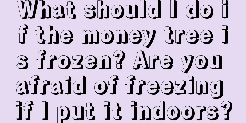 What should I do if the money tree is frozen? Are you afraid of freezing if I put it indoors?