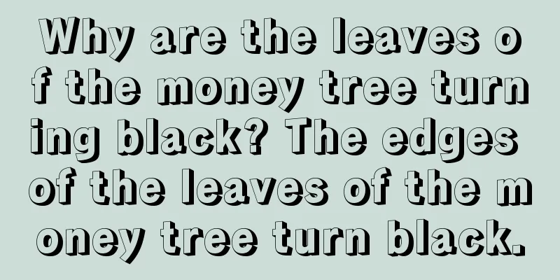 Why are the leaves of the money tree turning black? The edges of the leaves of the money tree turn black.