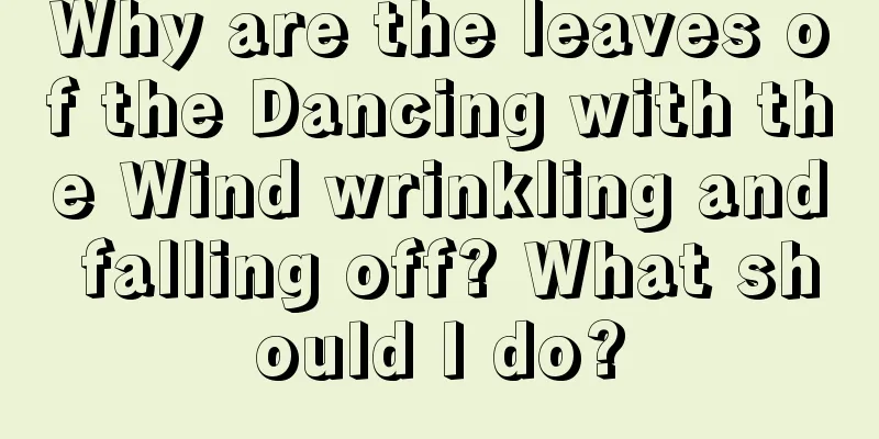 Why are the leaves of the Dancing with the Wind wrinkling and falling off? What should I do?