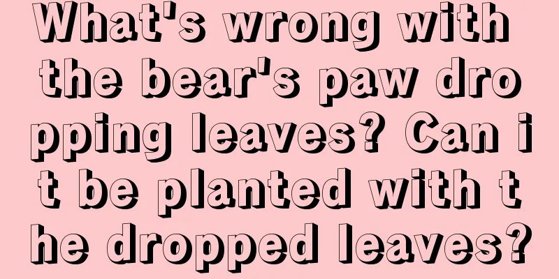 What's wrong with the bear's paw dropping leaves? Can it be planted with the dropped leaves?