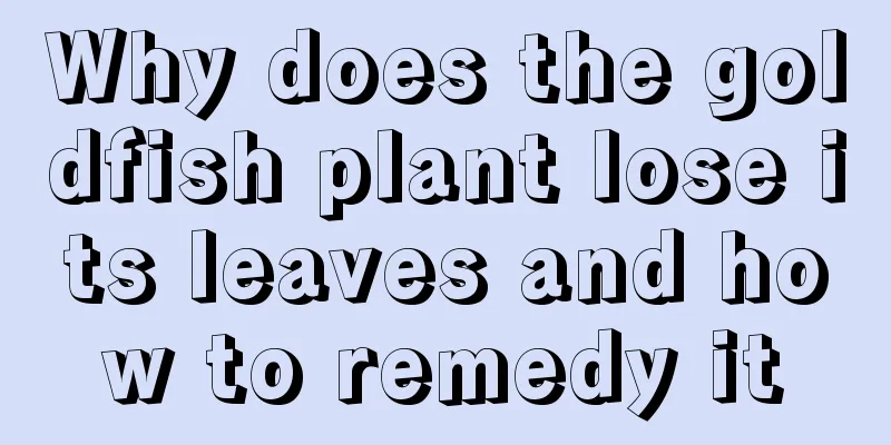 Why does the goldfish plant lose its leaves and how to remedy it