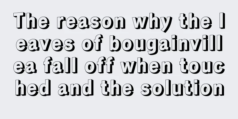 The reason why the leaves of bougainvillea fall off when touched and the solution