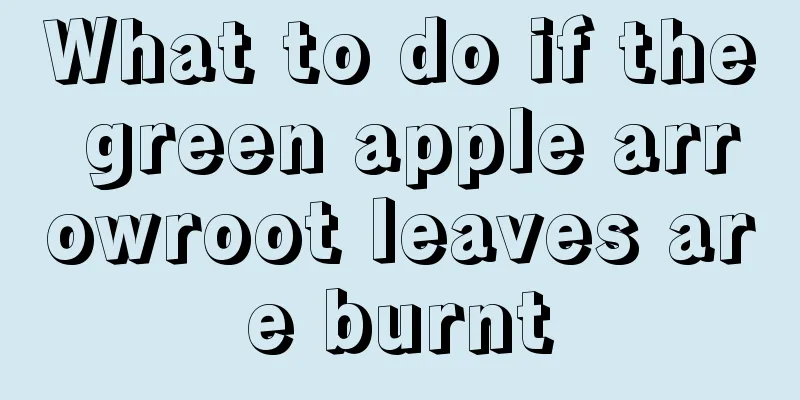 What to do if the green apple arrowroot leaves are burnt