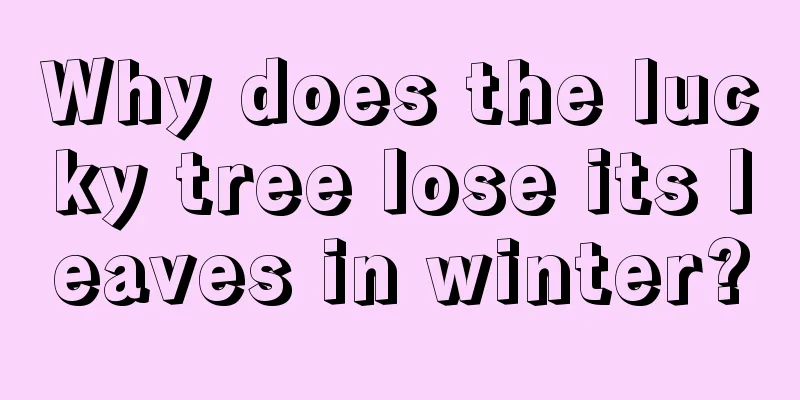 Why does the lucky tree lose its leaves in winter?