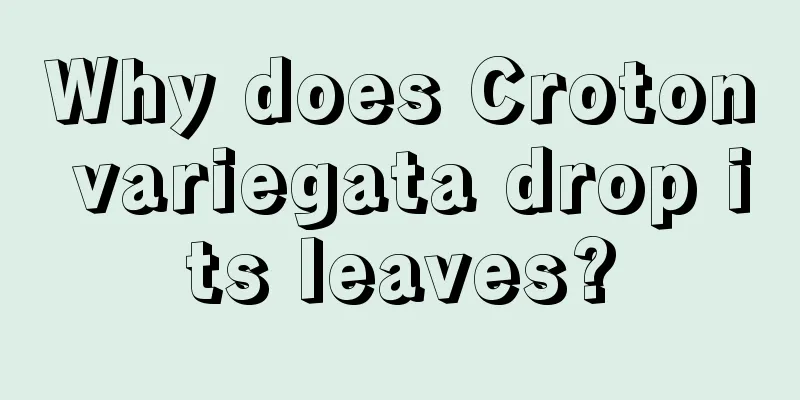 Why does Croton variegata drop its leaves?