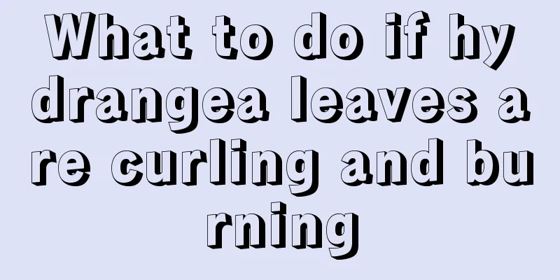 What to do if hydrangea leaves are curling and burning