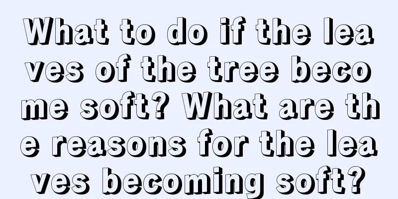 What to do if the leaves of the tree become soft? What are the reasons for the leaves becoming soft?