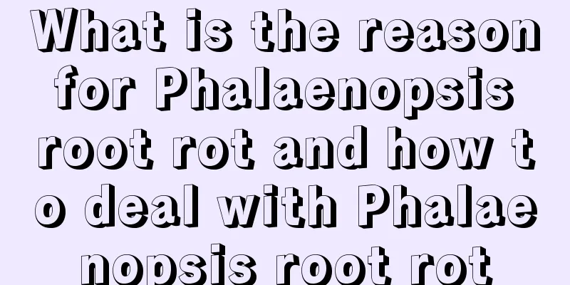 What is the reason for Phalaenopsis root rot and how to deal with Phalaenopsis root rot