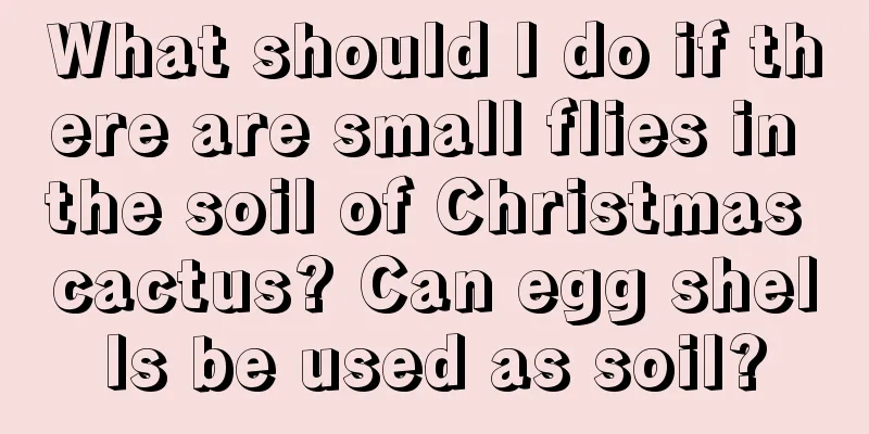 What should I do if there are small flies in the soil of Christmas cactus? Can egg shells be used as soil?