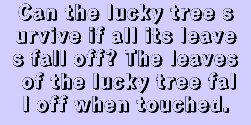 Can the lucky tree survive if all its leaves fall off? The leaves of the lucky tree fall off when touched.