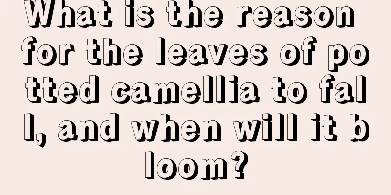 What is the reason for the leaves of potted camellia to fall, and when will it bloom?