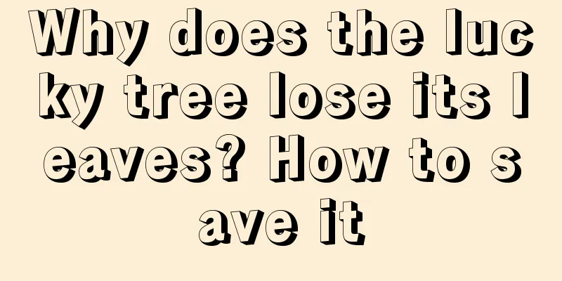 Why does the lucky tree lose its leaves? How to save it