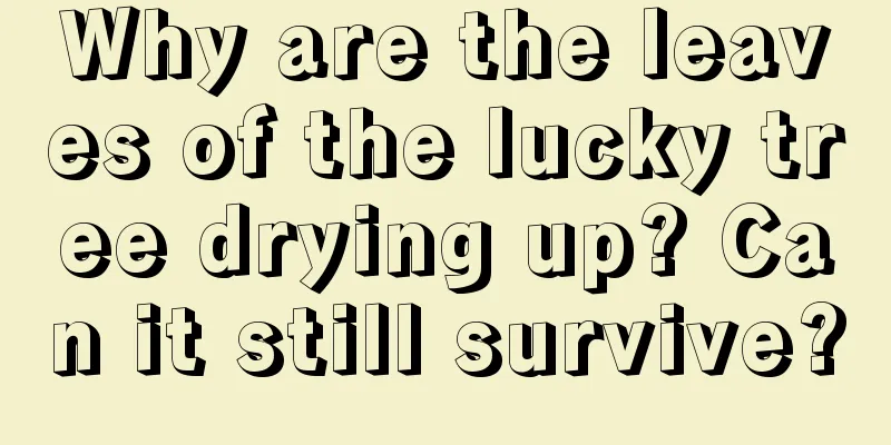 Why are the leaves of the lucky tree drying up? Can it still survive?