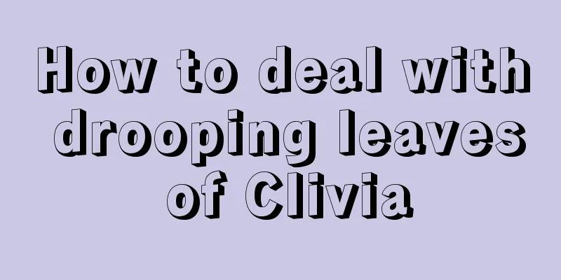 How to deal with drooping leaves of Clivia